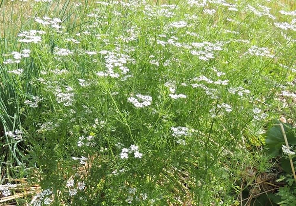 Coriander Seeds - Dhania